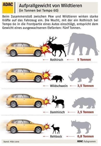 Wildunfall: Aufprallgewicht